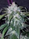 TANGIE AUTO * FAST BUDS SEEDS - 1 SEME FEM