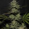NORTHERN LIGHTS AUTO * FAST BUDS SEEDS - 1 SEME FEM
