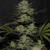 NORTHERN LIGHTS AUTO * FAST BUDS SEEDS - 1 SEME FEM