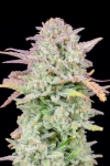 TRAINWRECK AUTO * FAST BUDS SEEDS - 1 SEME FEM