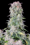 AFGHAN KUSH AUTO * FAST BUDS SEEDS - 2 SEMI FEM