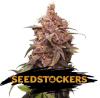 PURPLE PUNCH * SEEDSTOCKERS - 3 SEMI FEM