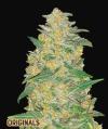 AK AUTO * FAST BUDS SEEDS - 3 SEMI FEM