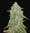 AMNESIA HAZE AUTO * FAST BUDS SEEDS - 3 SEMI FEM