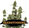 BCN POWER PLANT AUTO * SEEDSTOCKERS CLASSIC - 5 SEMI FEM