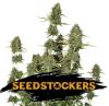 BCN POWER PLANT AUTO * SEEDSTOCKERS CLASSIC - 3 SEMI FEM