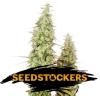 SANTA MARTA HAZE AUTO  * SEEDSTOCKERS  1 SEME FEM