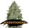 SUPER SKUNK AUTO  * SEEDSTOCKERS CLASSIC  25 SEMI FEM