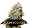 BRUCE BANNER * SEEDSTOCKERS - 25 SEMI FEM