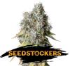 BRUCE BANNER AUTO * SEEDSTOCKERS - 1 SEME FEM