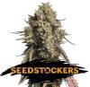 GORILLA COOKIES AUTO * SEEDSTOCKERS - 1 SEME FEM