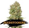 GREEN CRACK * SEEDSTOCKERS - 1 SEME FEM