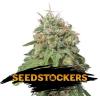 GREEN CRACK AUTO * SEEDSTOCKERS - 1 SEME FEM