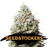 JACK HERER * SEEDSTOCKERS - 25 SEMI FEM