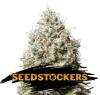 JACK HERER * SEEDSTOCKERS - 1 SEME FEM