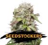 JACK HERER AUTO * SEEDSTOCKERS CLASSIC - 5 SEMI FEM