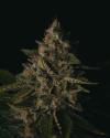 GORILLA COOKIES * PURE INSTINTO  5 SEMI FEM