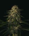 MELON GUM * PURE INSTINTO  5 SEMI FEM