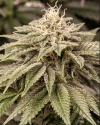 STICKY GORILLA #4 * PURE INSTINTO  1 SEME FEM