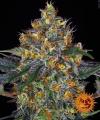 MOBY DICK AUTO * BARNEY'S FARM - 5 SEMI FEM