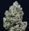 CRITICAL + 2.0 AUTO * SILENT SEEDS - 3 SEMI FEM