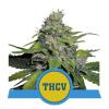 ROYAL THCV * ROYAL QUEEN SEEDS - 10 SEMI FEM