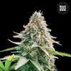 AUTO GELATO SAMBA * BULKSEED BANK  10 SEMI FEM