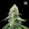 GELATO SAMBA * BULKSEED BANK  10 SEMI FEM