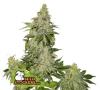 SHERBET AUTO * SEEDSTOCKERS - 3 SEMI FEM