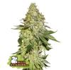 SHERBET * SEEDSTOCKERS - 100 SEMI FEM