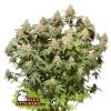 MOBY DICK * SEEDSTOCKERS - 100 SEMI FEM