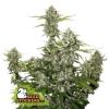 CANDY DAWG AUTO * SEEDSTOCKERS  5  SEMI FEM