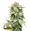 GORILLA GLUE AUTO * SEEDSTOCKERS  3  SEMI FEM