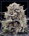 B-45 BY BOOBA SPECIAL EDITION * SILENT SEEDS - 3 SEMI FEM