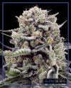 B-45 BY BOOBA SPECIAL EDITION * SILENT SEEDS - 10 SEMI FEM