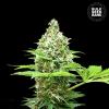 SHERBET POWER * BULKSEED BANK   10 SEMI FEM