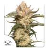 AUTO TRICHOME & CREAM * DUTCH PASSION - 3 SEMI FEM
