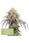 MANDARIN PANTIES AUTO * SEEDSTOCKERS   3 SEMI FEM