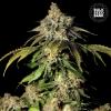 AUTO BRUCE BANNER #5  * BULKSEED BANK   5 SEMI FEM