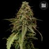 AUTO COFFEE ROCKET  * BULKSEED BANK   5 SEMI FEM