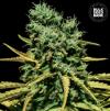 AUTO HELL BELLS OG  * BULKSEED BANK   10 SEMI FEM