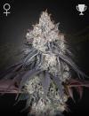LEMON ORANGE * GREEN HOUSE SEEDS - 5 SEMI FEM