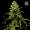 STRAWBERRY FERRY  * BULKSEED BANK   10 SEMI FEM