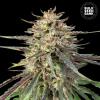 AUTO CBD GUERILLA GLUE  * BULKSEED BANK   5 SEMI FEM