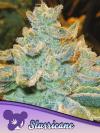 SLURRICANE * ANESIA SEEDS - 3 SEMI FEM