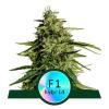 HYPERION F1 * ROYAL QUEEN SEEDS - 10 SEMI FEM