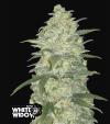 WHITE WIDOW AUTO * FAST BUDS  2 SEMI FEM