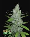 SOUR DIESEL AUTO * FAST BUDS  2 SEMI FEM