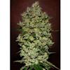 AUTO BIODIESEL MASS   LATTA* ADVANCED SEEDS   1 SEME FEM 