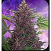 BUDDHA PURPLE KUSH  AUTO* BUDDHA SEEDS  3 SEMI  FEM